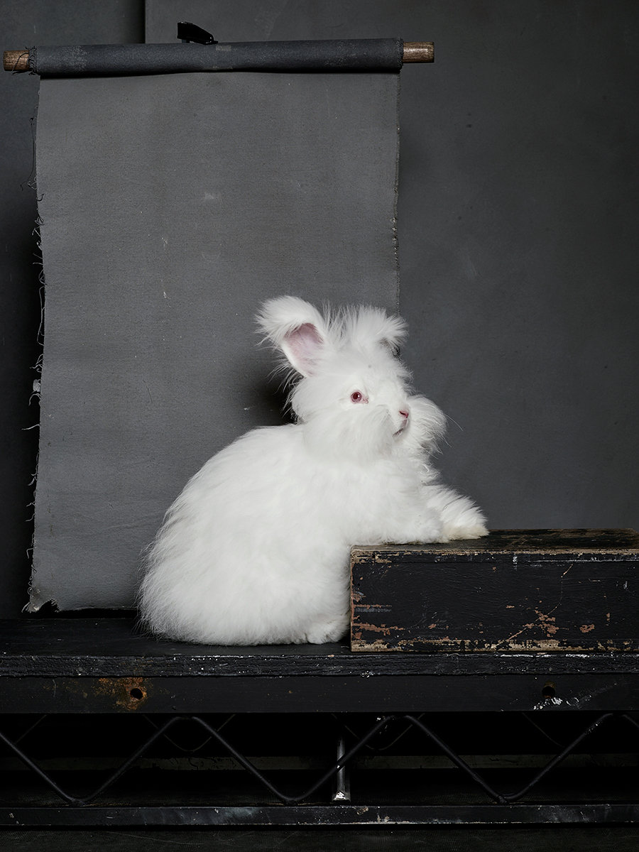 Bunny Hop Portraits by Noah and Daniel - Vogue